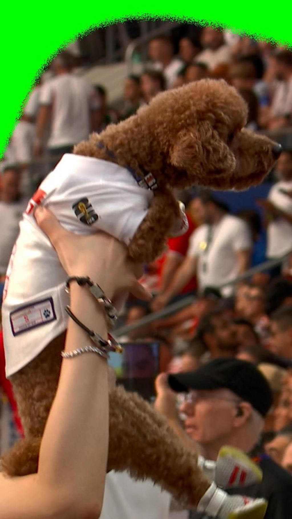 2026 FIFA World Cup: Dog Steals Spotlight During England vs Croatia